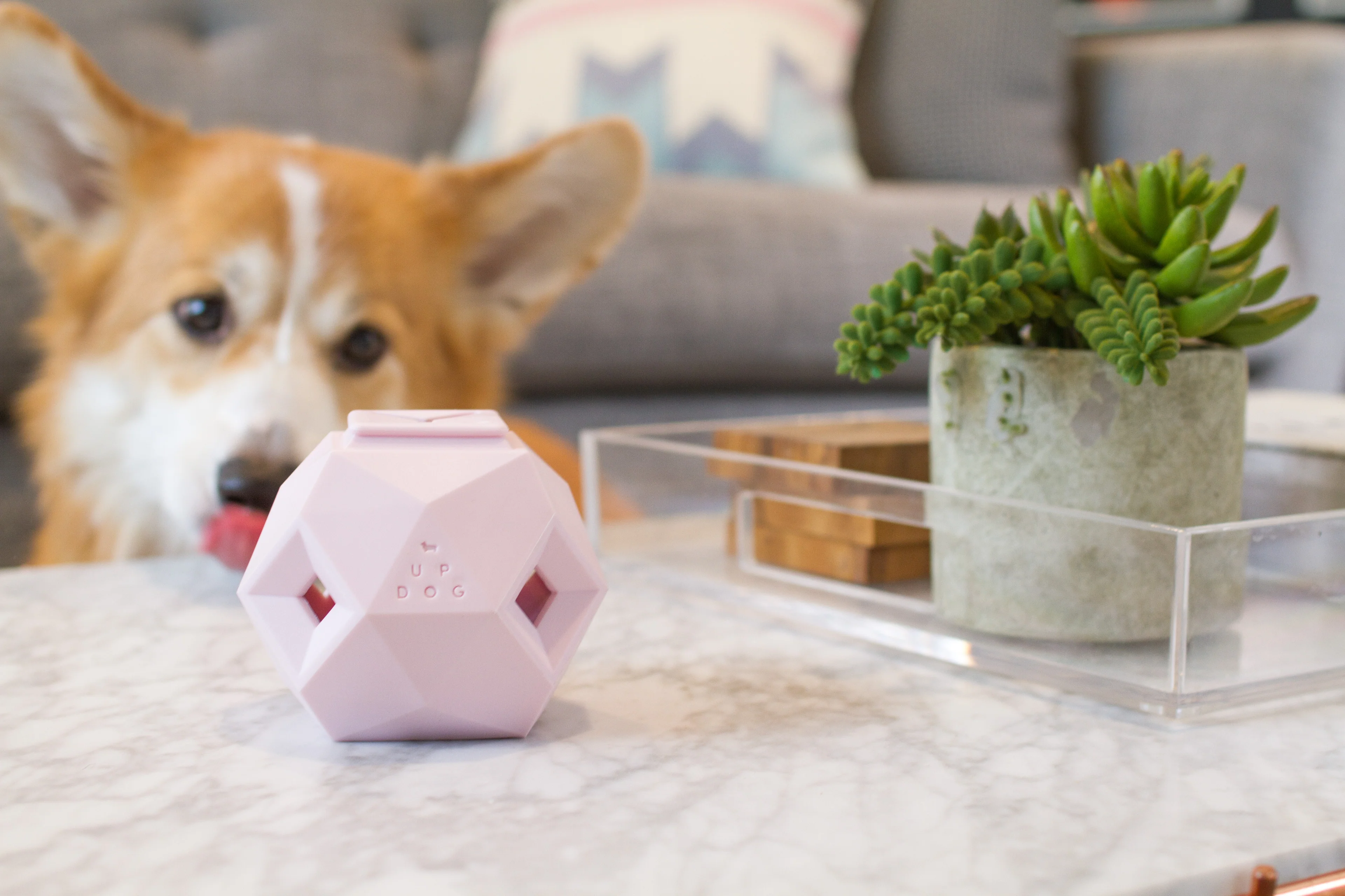Elevate Your Pup's Modern Lifestyle